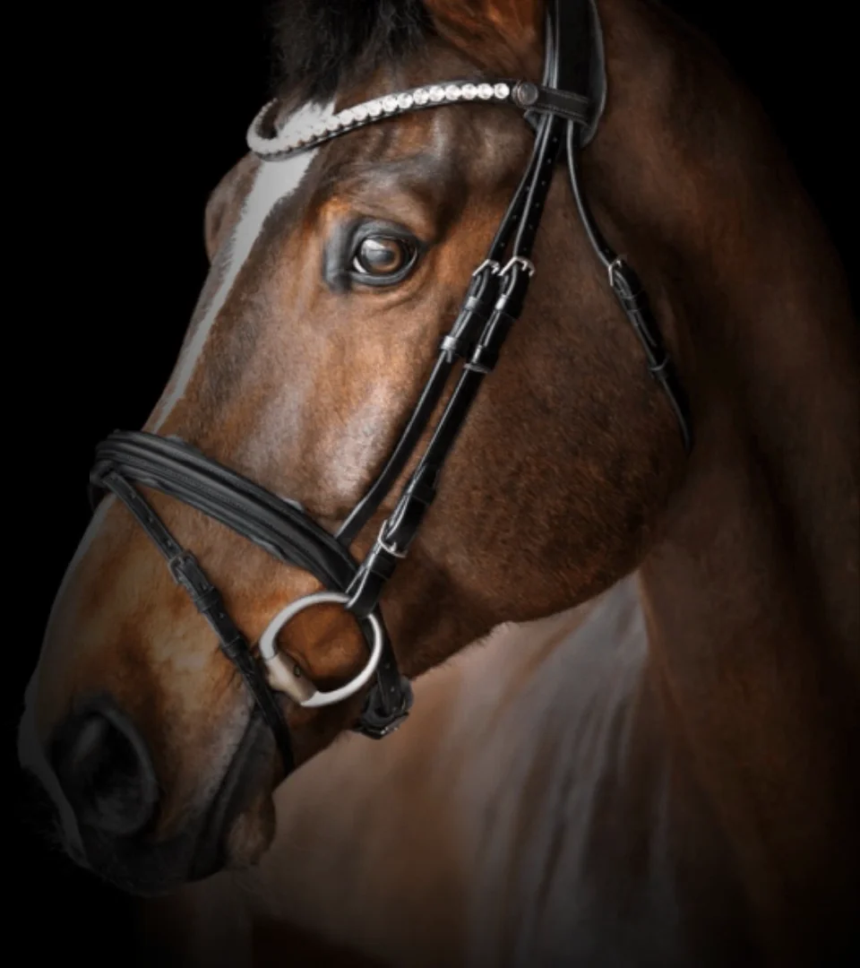 Braunes Sportpferd mit Blesse und Kristall-Stirnband
